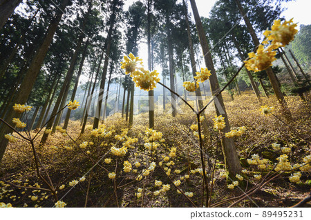Mitsumata community of cedar forest 2 Mitsumata community of cedar forest 2 89495231
