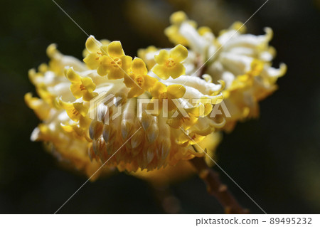 Cute mitsumata flower 89495232