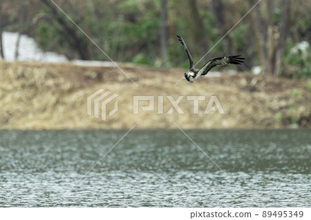 Hunting osprey in the spring of Hokkaido. 89495349