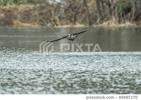 Hunting osprey in the spring of Hokkaido. Hunting osprey in the spring of Hokkaido. 89495370