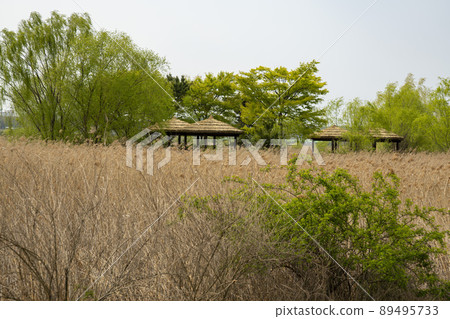 索拉濕地生態公園 89495733