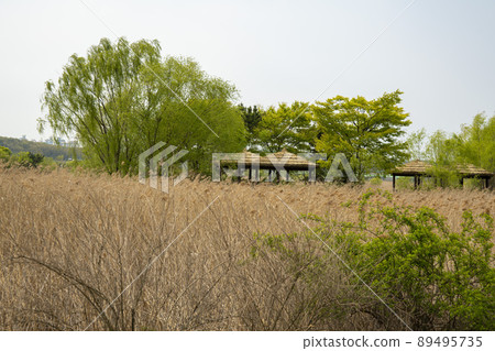 Sora wetland ecological park Sora wetland ecological park 89495735
