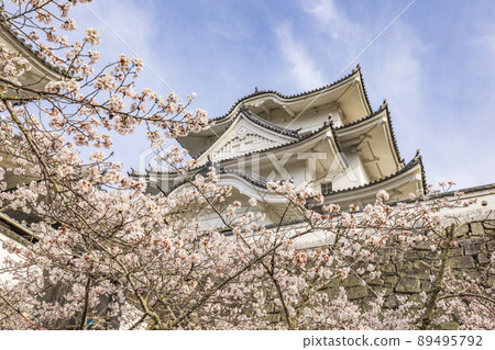 Iga Ueno Castle where cherry blossoms bloom Iga Ueno Castle where cherry blossoms bloom 89495792