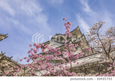 Iga Ueno Castle where cherry blossoms bloom Iga Ueno Castle where cherry blossoms bloom 89495793