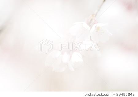 可愛的櫻花開始綻放 89495842