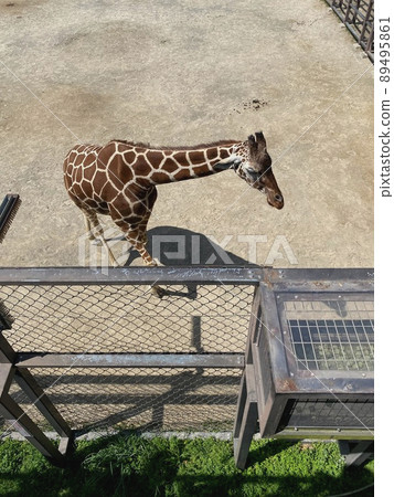 Giraffe in the zoo 89495861