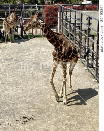Giraffe in the zoo 89495864