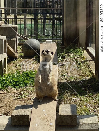 站立的Meerkat外觀 89495869