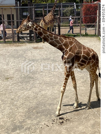 長頸鹿在動物園裡 89495874