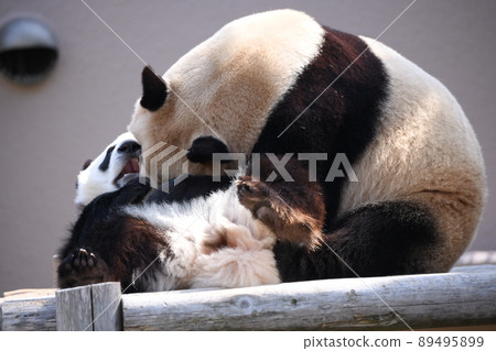 Good friend parent and child panda 89495899