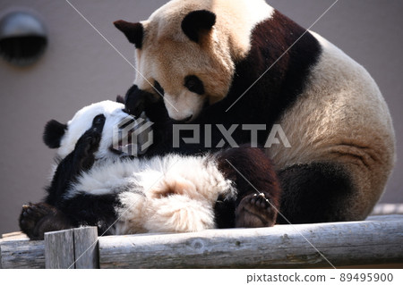 Good friend parent and child panda 89495900