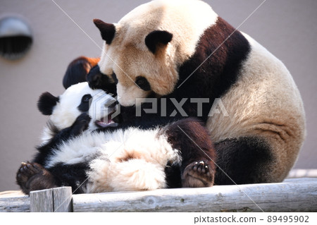 Good friend parent and child panda Good friend parent and child panda 89495902