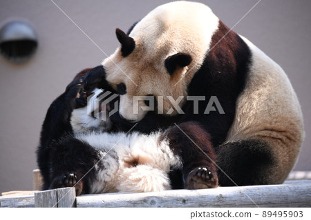 Good friend parent and child panda 89495903