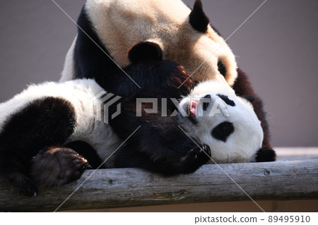 好朋友父母和孩子熊貓 89495910