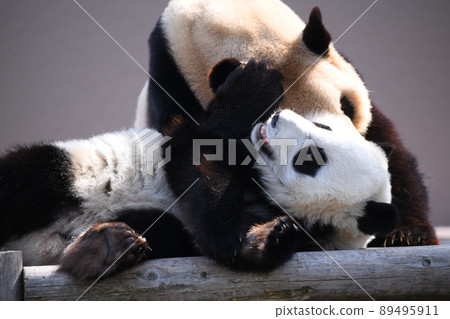 好朋友父母和孩子熊貓 89495911