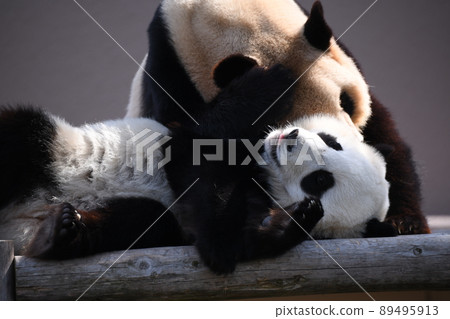 好朋友父母和孩子熊貓 好朋友父母和孩子熊貓 89495913