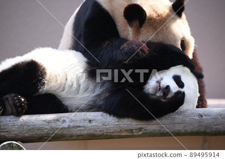 好朋友父母和孩子熊貓 89495914