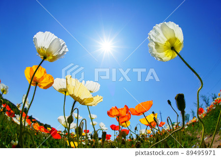 Poppy 4963 Poppy 4963 89495971