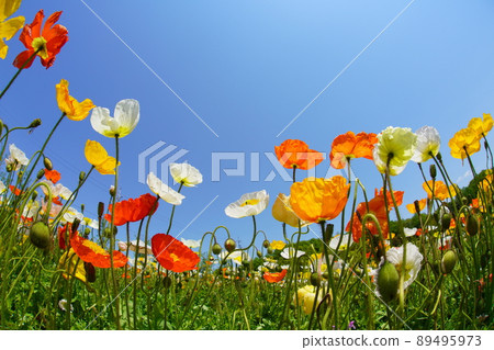 罌粟 4201 89495973