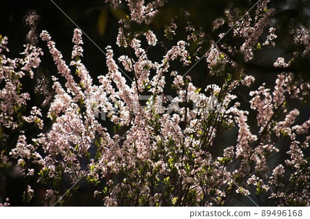 Safflower spiraea shining in spring light 89496168