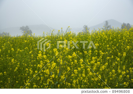 青山道，慢城 89496808