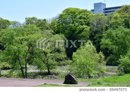 Early summer, Moe Aoba, the city of trees, Sendai, Hirosegawa, the fresh green of the new soldiers 89497075