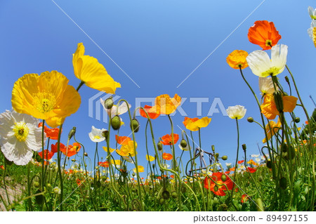 罌粟 3589 89497155