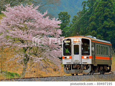 Kiha 11 and the cherry blossoms 89497195