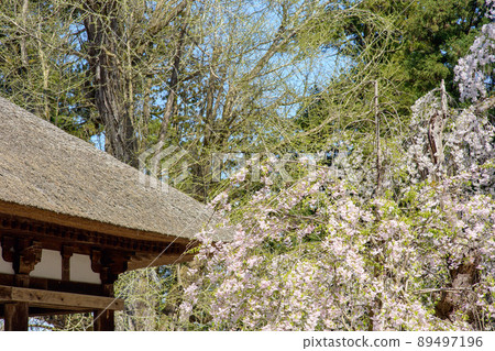 Nagatoko and large ginkgo in spring Fukushima Prefecture 89497196
