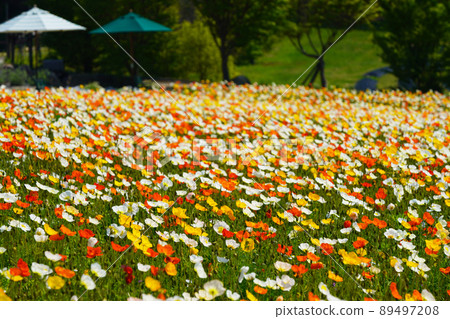 罌粟 3104 89497208