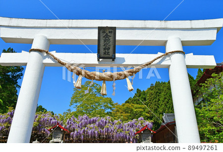 Kanahebisui Shrine, Iwanuma City, Miyagi Prefecture, Kowloon Wisteria Kanahebisui Shrine, Iwanuma City, Miyagi Prefecture, Kowloon Wisteria 89497261