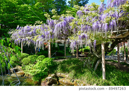 九龍宮城縣岩沼市金河美水神社 紫藤 89497263