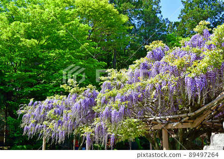 九龍宮城縣岩沼市金河美水神社 紫藤 89497264