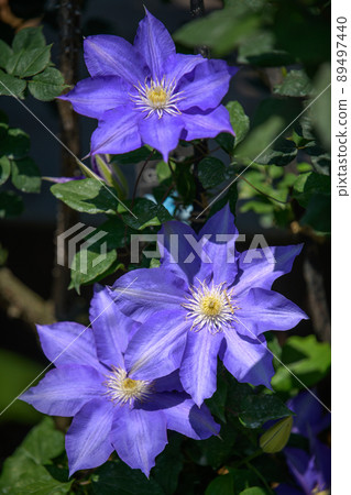 給孩子們的國度上色的花 89497440