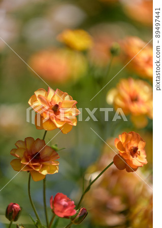 Flowers that color children's kuni Flowers that color children's kuni 89497441