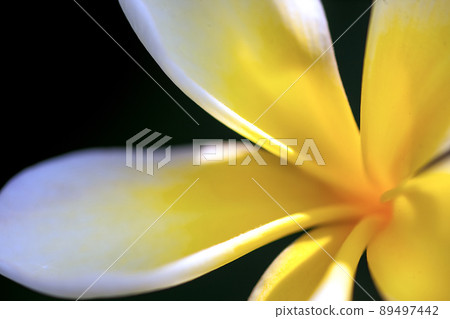 雞蛋花 雞蛋花 89497442