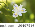 A type of iris that blooms in swamps, the butterfly flower. The flower language is "many friends" and "rebellion" 89497516