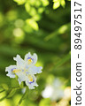 A type of iris that blooms in swamps, the butterfly flower. The flower language is "many friends" and "rebellion" 89497517