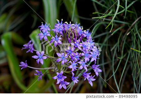 Schiller / Perubiana Schiller / Perubiana 89498095