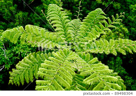 [Amami Oshima] Flying Spider-monkey 89498304