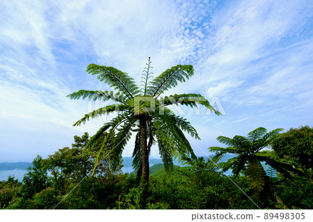 [Amami Oshima] Flying Spider-monkey 89498305