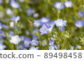 Nemophila and a honeybee 89498458
