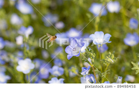 Nemophila and a honeybee 89498458