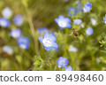 Nemophila and a honeybee 89498460