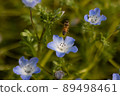 Nemophila and a honeybee 89498461