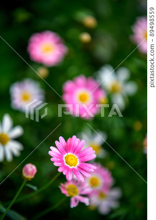 春天的佛羅倫薩宮崎駿 89498559