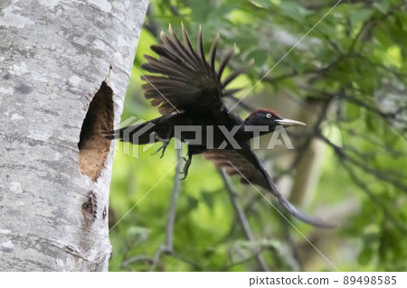Black woodpecker nesting 89498585