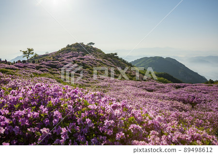 Azalea, Hwangmaesan Azalea, Hwangmaesan 89498612