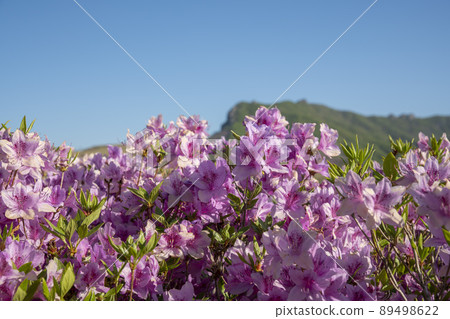 Azalea, Hwangmaesan Azalea, Hwangmaesan 89498622