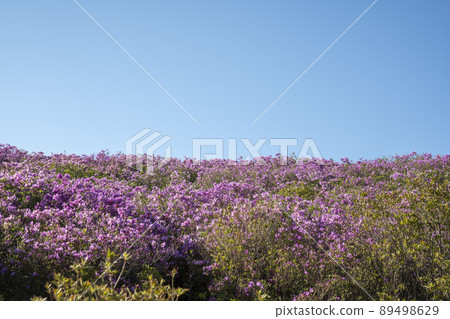 Azalea, Hwangmaesan Azalea, Hwangmaesan 89498629